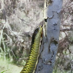 Tiger Snake