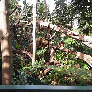 Tree Kangaroo exhibit
