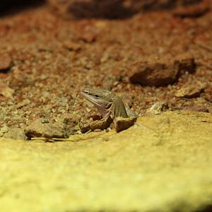 Dampier Peninsula Monitor - the only one in captivity