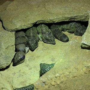 Western Bluetongue and Shinglebacks