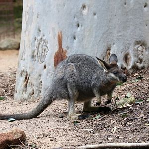 Western Brush Wallaby