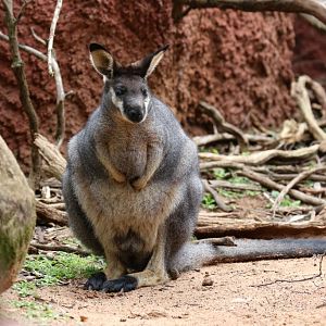 Western Brush Wallaby