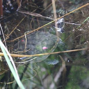 Western Swamp Turtle