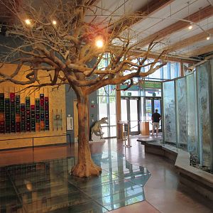 Oak Tree (fake above and real roots beneath the glass)