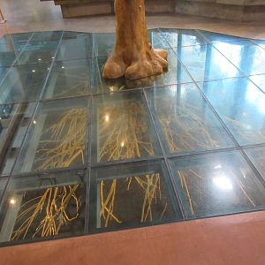Oak Tree (fake above and real roots beneath the glass)