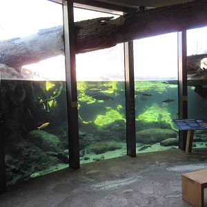 Beaver Exhibit (with gigantic log crashing through the window)