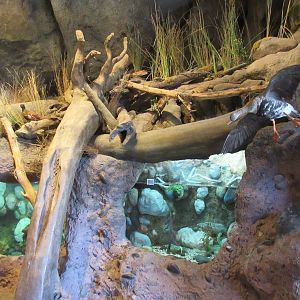 Freshwater Fish Tanks (Bluegill + Trout)