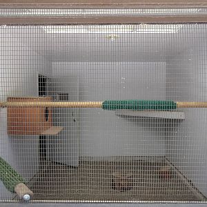 Temporary Bird Aviary (currently empty)