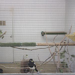 Temporary Bird Aviary: Yellow-Billed Magpie