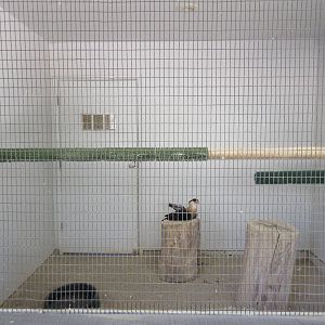 Temporary Bird Aviary: Crested Caracara