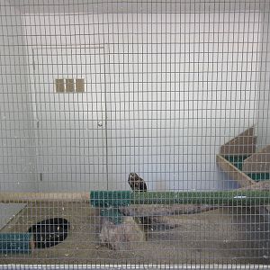 Temporary Bird Aviary: Rough-Legged Hawk