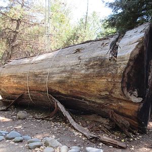 Elliott Redwood (29,600 pound stump of a 118-foot tall tree)