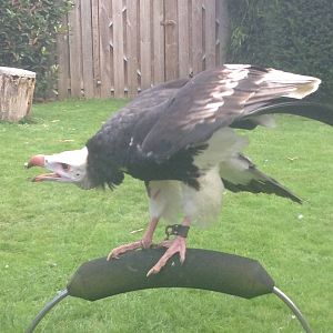 White Headed Vulture