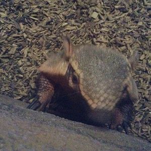 Armadillo