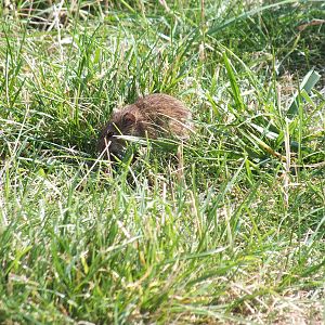 Bank Vole