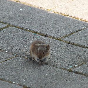 Bank Vole