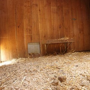 Common raccoon/striped skunk indoor exhibit (May 2nd, 2015)