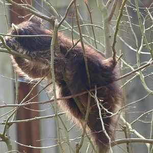 Raccoon in a tree (May 2nd, 2015)