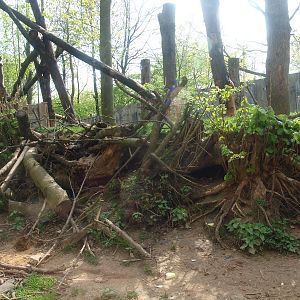 Common raccoon/Striped skunk exhibit (May 2nd, 2015)