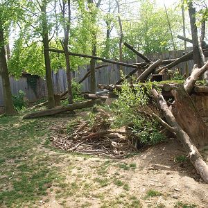 Common raccoon/Striped skunk exhibit (May 2nd, 2015)