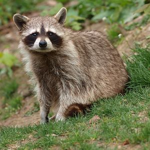 Common raccoon (May 2nd, 2015)