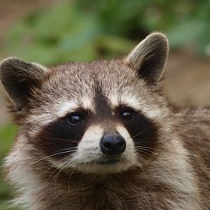 Common raccoon (May 2nd, 2015)