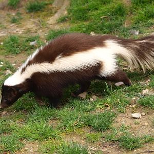 Striped skunk (May 2nd, 2015)