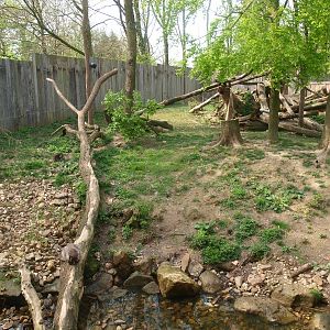 Common raccoon/Striped skunk exhibit (May 2nd, 2015)