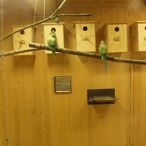 Parakeet indoor housing (May 2nd, 2015)