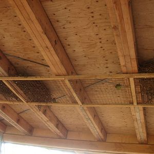 Monk parakeet nests under shelter roof (May 2nd, 2015)