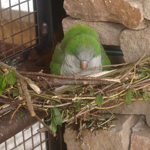 Monk parakeet - dumb nesting spot (May 2nd, 2015)