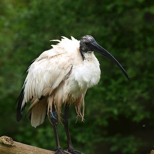 Sacred ibis (May 2nd, 2015)