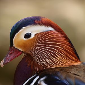 Close-up of male mandarin duck (May 2nd, 2015)