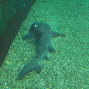 White-tipped Reef Shark with deformed spine 2015.