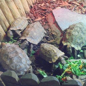 Homes Hingeback Tortoises 2015.