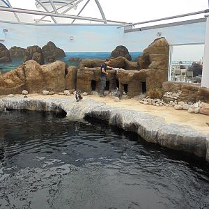 Penguin Encounter New Exhibit 2015