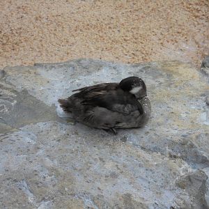 Female Bufflehead Duck 2015.