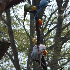Rose-ringed parakeets feeding (May 2nd, 2015)