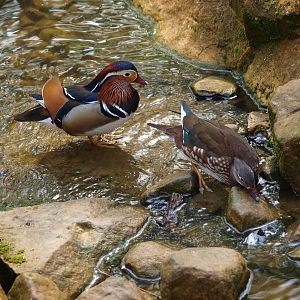 Mandarin ducks (May 2nd, 2015)