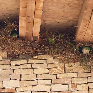 Monk parakeets under the roof (May 2nd, 2015)