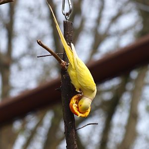 Lutino rose-ringed parakeet feeding (May 2nd, 2015)