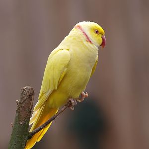 Lutino rose-ringed parakeet (May 2nd, 2015)