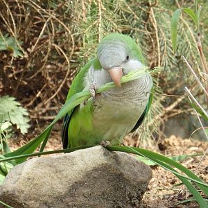 Monk parakeet nibbling on grass (May 2nd, 2015)