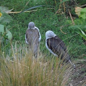Pair Black-winged Stilts 2015.