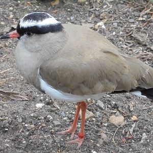 Crowned Plover 2015