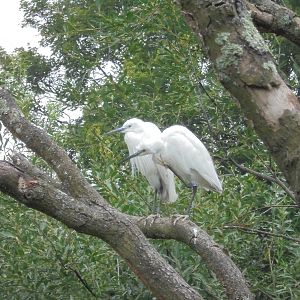 Little Egrets 2015.