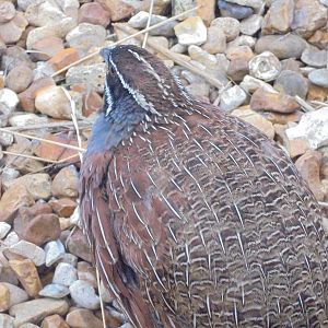 Male Madagascan Partridge 2015.