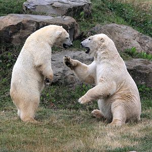 Pixel and Victor 1-8-15