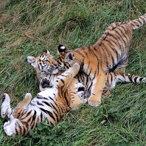 The 3 Amur tiger cubs. 1-8-15
