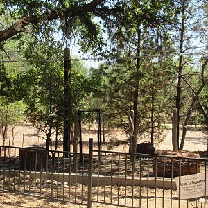 Future Crested Caracara/Rough-Legged Hawk Exhibit